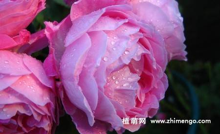 15张牡丹花图片