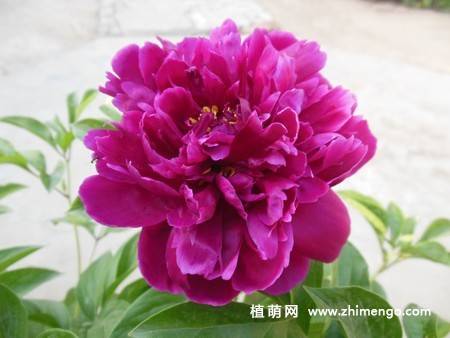 15张牡丹花图片