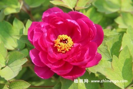 15张牡丹花图片