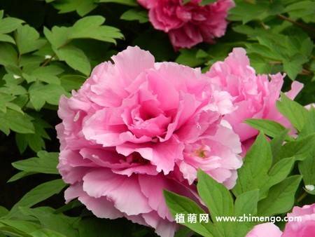 15张牡丹花图片
