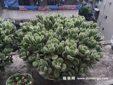 多肉植物绿熊群生图片