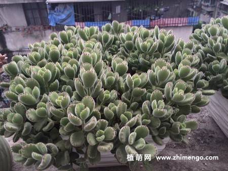 多肉植物绿熊群生图片