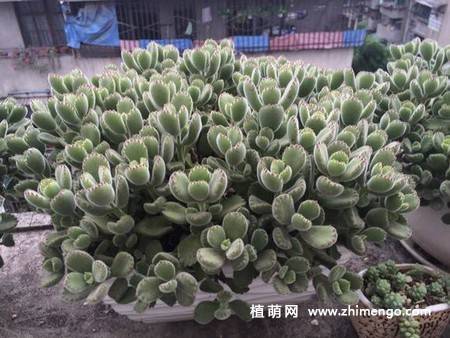 多肉植物绿熊群生图片