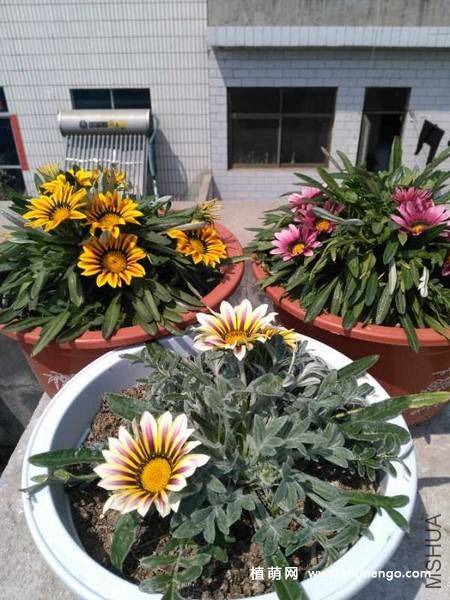 勋章菊花卉图片