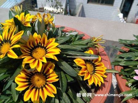 勋章菊花卉图片