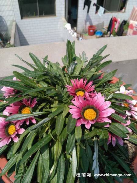 勋章菊花卉图片