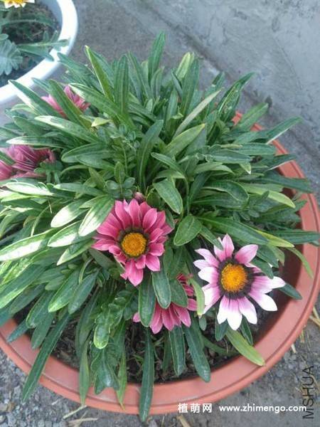 勋章菊花卉图片