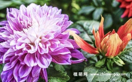 10张不同颜色的大丽花图片