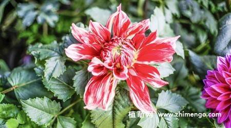 10张不同颜色的大丽花图片