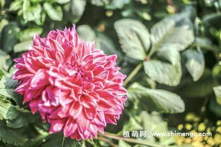 10张不同颜色的大丽花图片