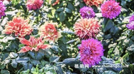 10张不同颜色的大丽花图片