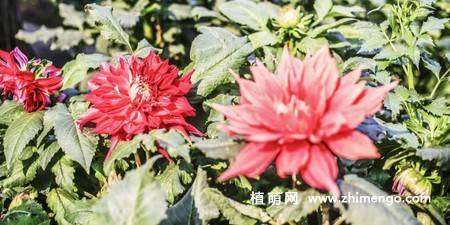 10张不同颜色的大丽花图片