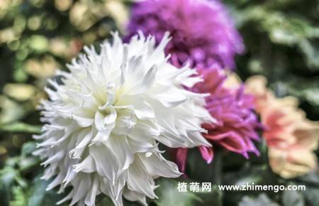 10张不同颜色的大丽花图片