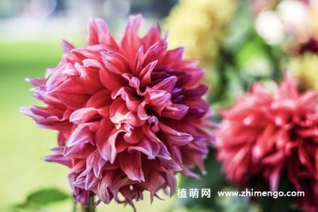 10张不同颜色的大丽花图片