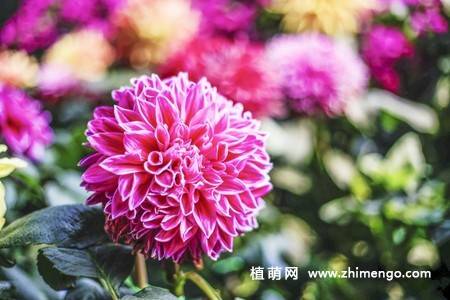 10张不同颜色的大丽花图片