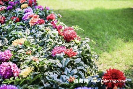 10张不同颜色的大丽花图片