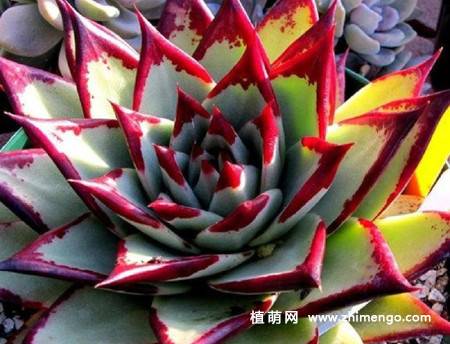乌木多肉植物图片