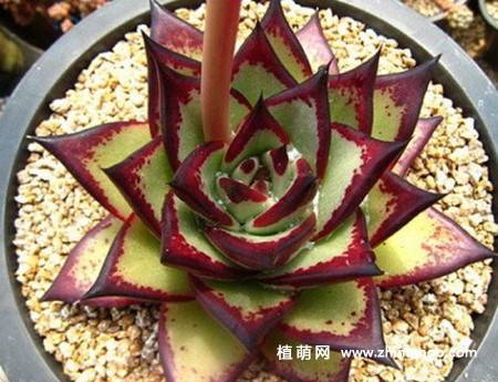 乌木多肉植物图片