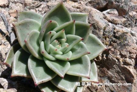 乌木多肉植物图片