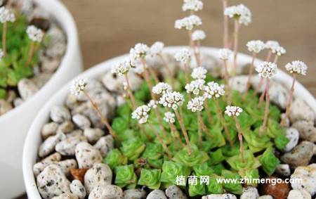 雪妖精多肉植物图片