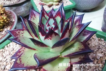 乌木多肉植物图片