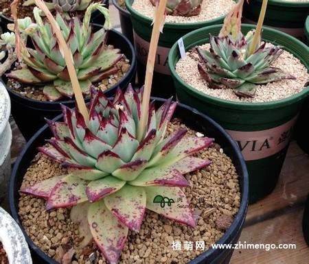 乌木多肉植物图片