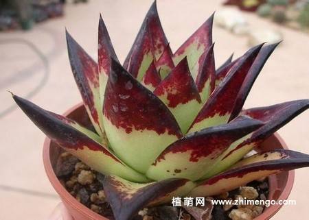 乌木多肉植物图片
