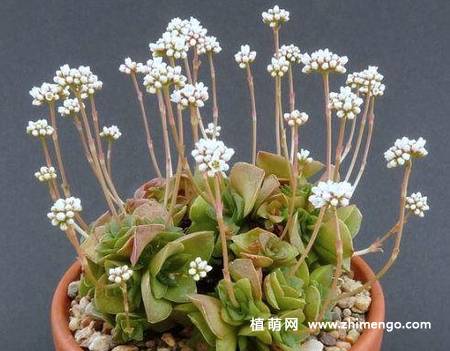 雪妖精多肉植物图片