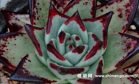 乌木多肉植物图片