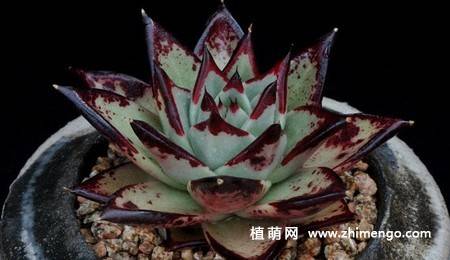 乌木多肉植物图片