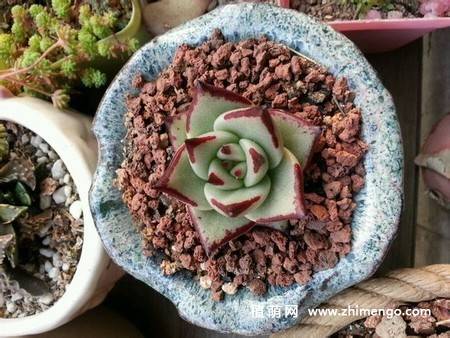 乌木多肉植物图片
