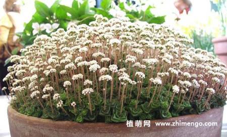 雪妖精多肉植物图片