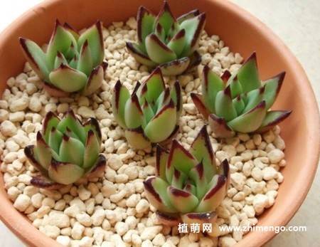 乌木多肉植物图片