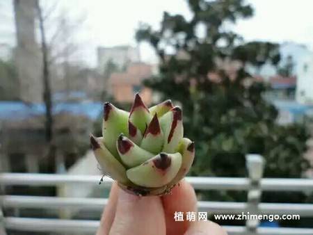 乌木多肉植物图片