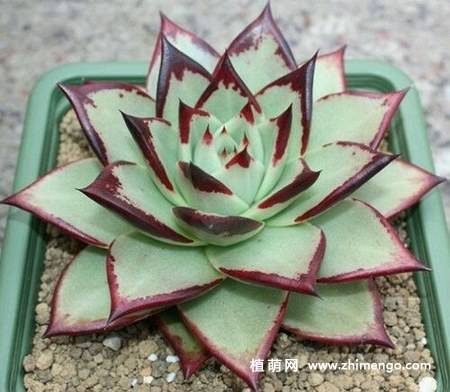 乌木多肉植物图片