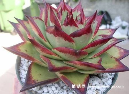 乌木多肉植物图片