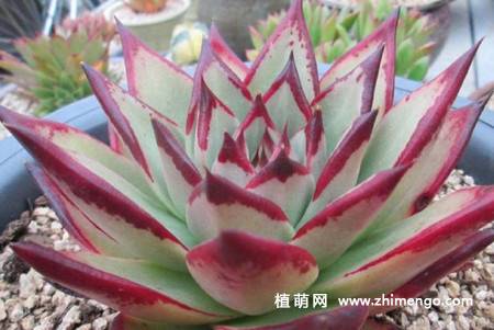 乌木多肉植物图片