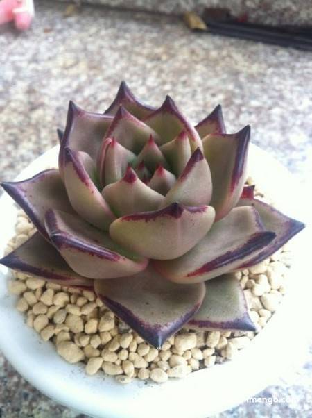乌木多肉植物图片