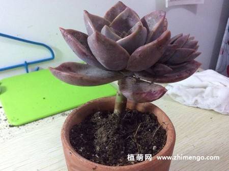 旭鹤多肉植物图片