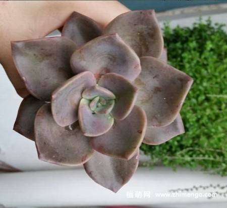 旭鹤多肉植物图片