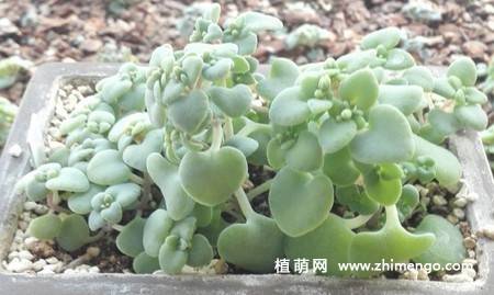 银富磷多肉图片
