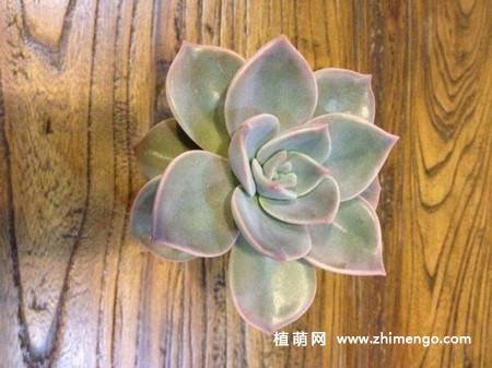 旭鹤多肉植物图片