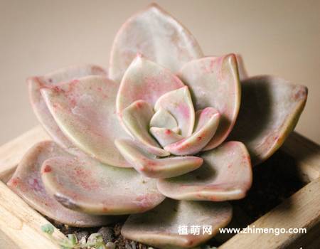 旭鹤多肉植物图片