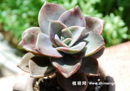 旭鹤多肉植物图片