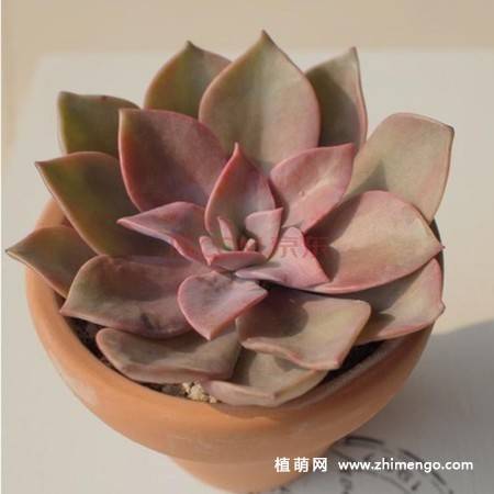 旭鹤多肉植物图片