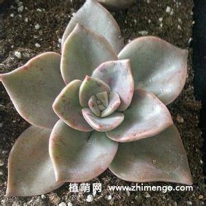 旭鹤多肉植物图片