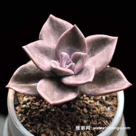 旭鹤多肉植物图片