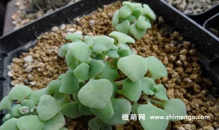 银富磷多肉图片