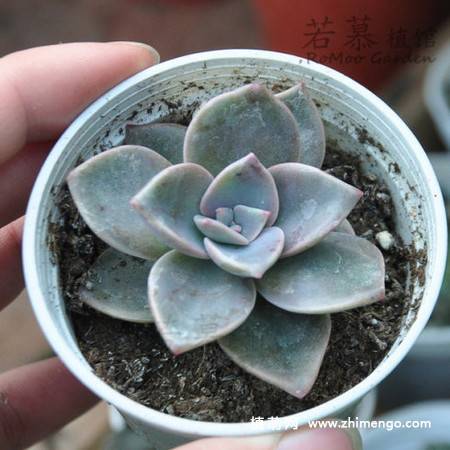旭鹤多肉植物图片