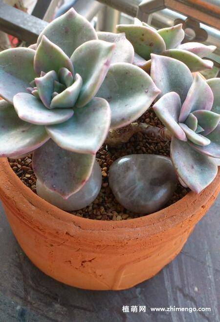 旭鹤多肉植物图片